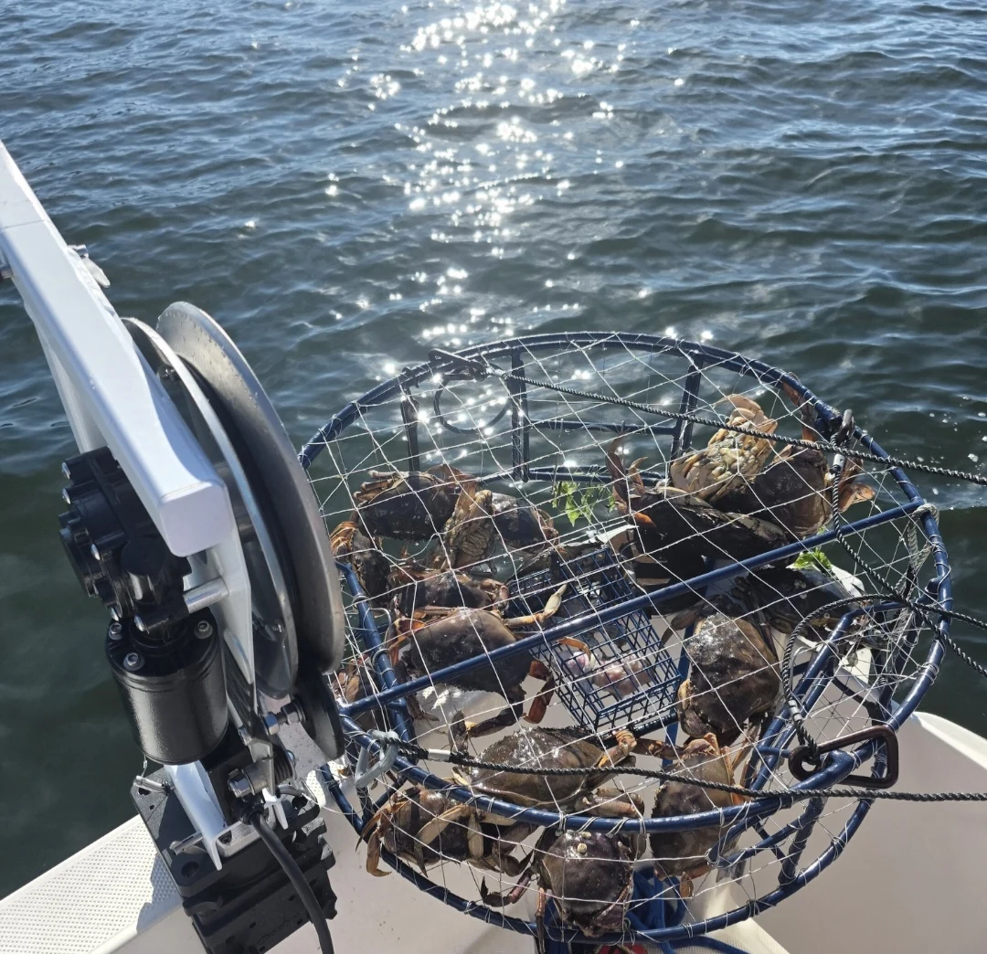Dungeness crab in a crab pot being pulled alongside a boat